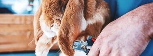 Нужно ли подстригать когти кролику?